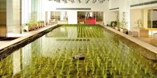 美國人把辦公桌搬進了熱帶雨林，日本人把農(nóng)場搬進了寫字樓！